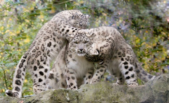 Mar tigers.jpg